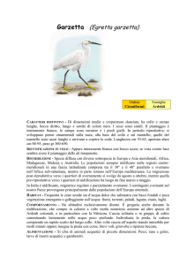Garzetta (Egretta garzetta)