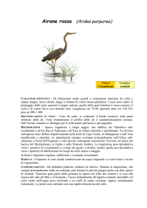 Airone rosso