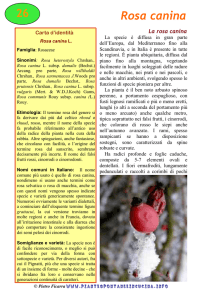Rosa canina - Piante spontanee in cucina