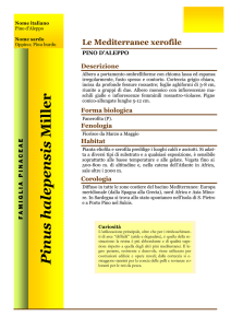 Pinus halepensis.pub