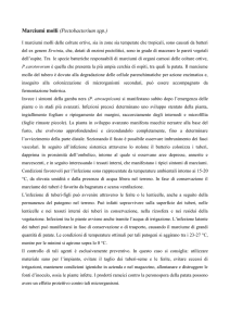 Marciumi molli (Pectobacterium spp.)