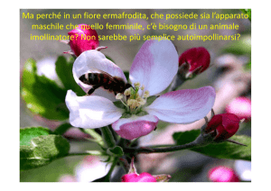 Ma perché in un fiore ermafrodita, che possiede sia l`apparato