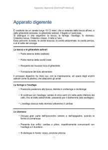 Apparato digerente
