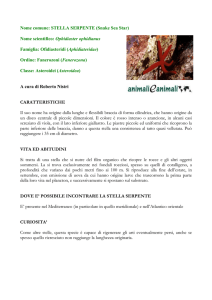 STELLA SERPENTE - Animali e Animali