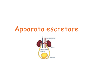 Apparato escretore