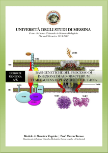 basi genetiche del processo di infezione di agrobacterium