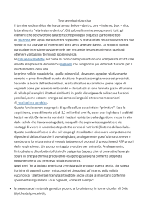 Teoria endosimbiontica Il termine endosimbiosi deriva dal greco