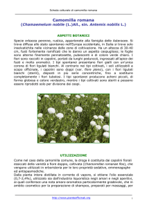 Camomilla romana - Pianteofficinali.org