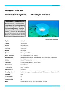 Marivagia - Immersi Nel Blu