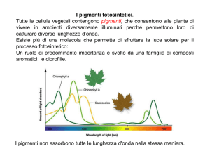 2.35.2 esperimento estrazione e cromatografia della