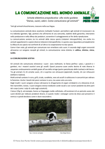 LA COMUNICAZIONE NEL MONDO ANIMALE