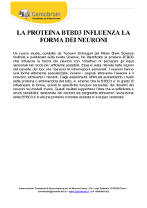 LA PROTEINA BTBD3 INFLUENZA LA FORMA DEI NEURONI