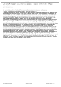 Litio e malformazioni: una pericolosa relazione