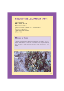 Virus Y della patata - Agricoltura Regione Emilia