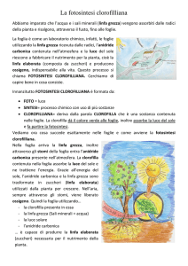 La fotosintesi clorofilliana