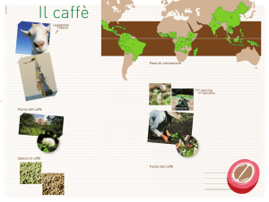 Leggenda semina Pianta del caffè Specie di caffè storia raccolta