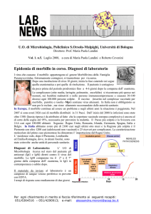 Epidemia di morbillo in corso. Diagnosi di laboratorio