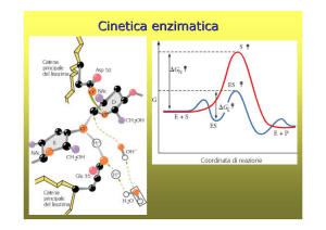 Enzimi - Altervista