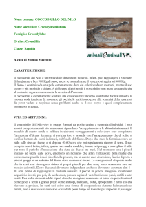 Spedisce Tilly s - Animali e Animali