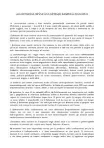 - Animal Food – Ambulatorio Veterinario