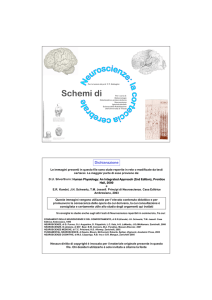 corteccia cerebrale