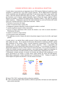 OSSIDO NITRICO (NO): LA MOLECOLA ECLETTICA L - Area