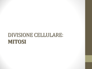 DIVISIONE CELLULARE: MITOSI