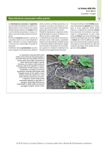 Riproduzione asessuata nelle piante