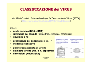 CLASSIFICAZIONE dei VIRUS