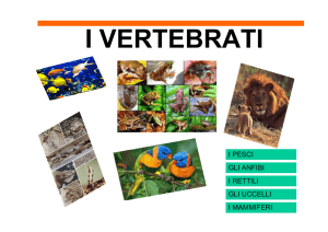 i vertebrati - I.C. Uboldo