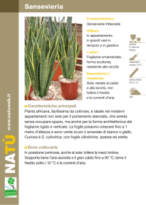 Sansevieria