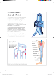 Il sistema venoso degli arti inferiori