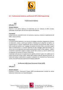 A2 - Trasformazione batterica - purificazione GFP