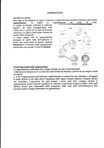segmentazione. In figura la