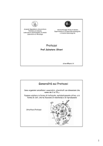 Protozoi - Axada Catania