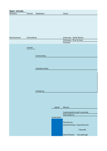 Regno : Animalia Divisione Phylum Subphylum