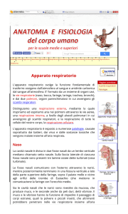 Apparato respiratorio