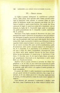 VI. — DELLE FOGLIE. Le foglie si possono distinguere in nastriformi