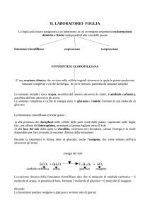 il laboratorio foglia 6co2 + 6h2o c6h12o6 + 6o2