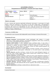 Anatomia umana
