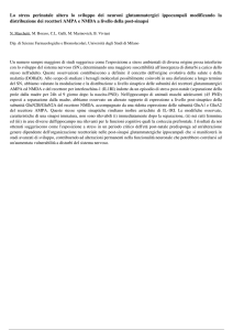 Lo stress perinatale altera lo sviluppo dei neuroni glutammatergici