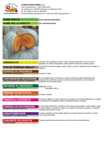 Zucca beretta piacentina sel. picciolo grosso