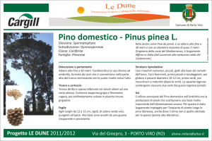 PINO DOMESTICO SCHEDA