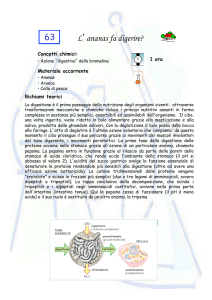 L`ananas fa digerire? 63