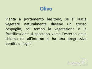 Rapporto foglie radici
