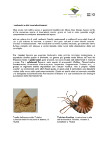 I molluschi e altri invertebrati marini Oltre ai più noti rettili e pesci, i