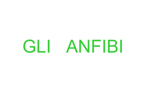 anfibi