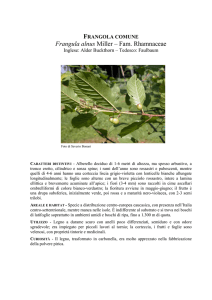 Frangola comune