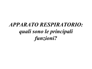 APPARATO RESPIRATORIO: quali sono le principali funzioni?