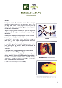 Scheda tecnica Tignola dell`Olivo - Agroambiente Lazio, portale a